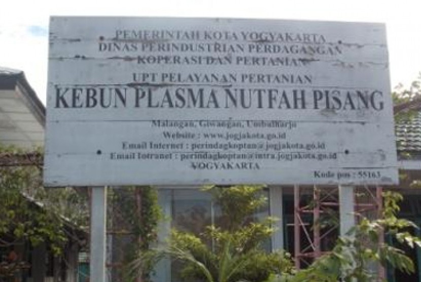 Kebun Plasma Nuftah Pisang