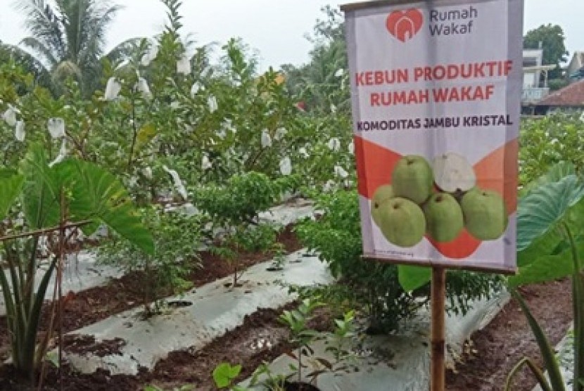 Kebun produktif, hasil wakaf berdaya di Bogor.