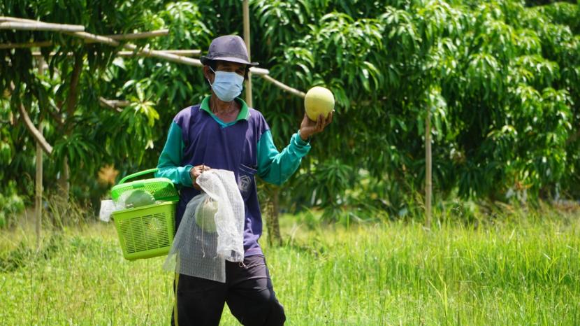Kebun program Mangoes Center yang digagas CSR Pertamina RU VI Balongan.