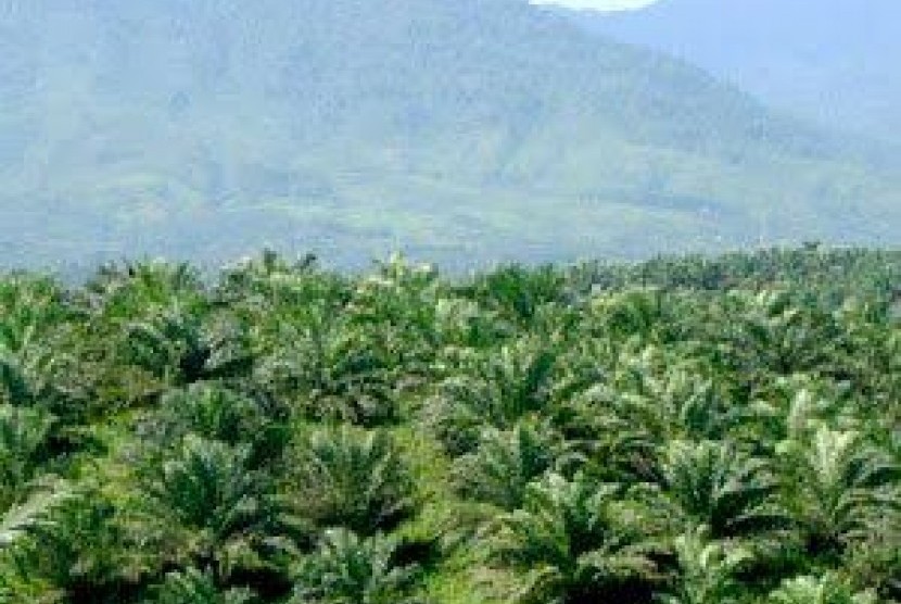 Palm oil plantation. (Illustration)