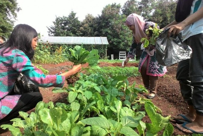 Kebun sayuran di kampus Universitas Trilogi