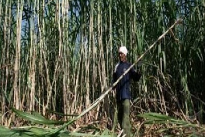 Kebun tebu. PT Perkebunan Nusantara (PTPN) X menargetkan penyaluran 15.693 ton pupuk Program Makmur bersama PT Petrokimia Gresik pada 2022 untuk para petani tebu.