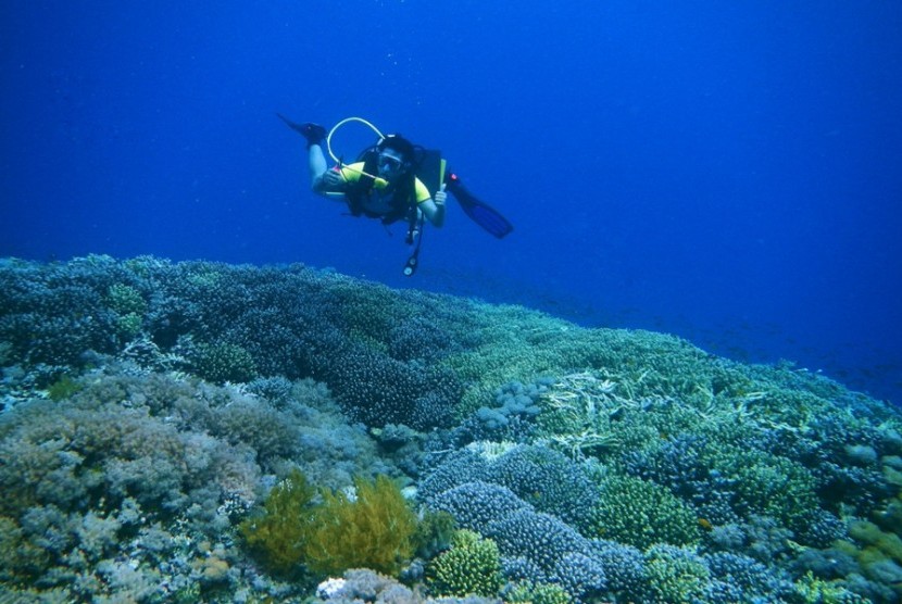 Kegiatan diving di laut Taka Bonerate di Pulau Tinabo Besar, Kepulauan Selayar, Sulawesi Selatan.
