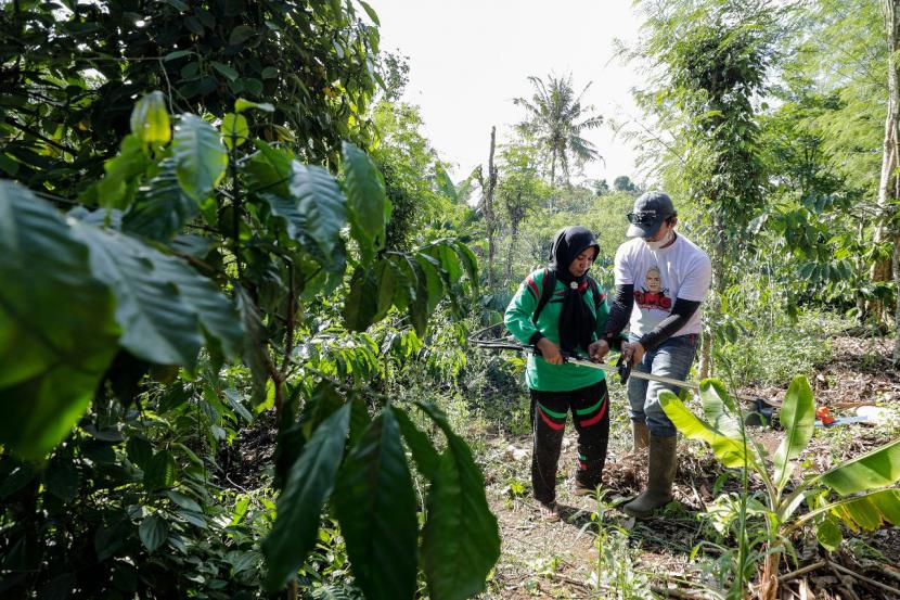 Kegiatan kelompok wanita tani di Desa Talang Jawa, Kecamatan Pulau Panggung, Kabupaten Tanggamus, Lampung. 