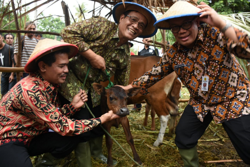 Kegiatan panen pedet terintegrasi kegiatan pembangunan pertanian di Provinsi Nusa Tenggara Timur pada tanggal 13 Desember 2019.
