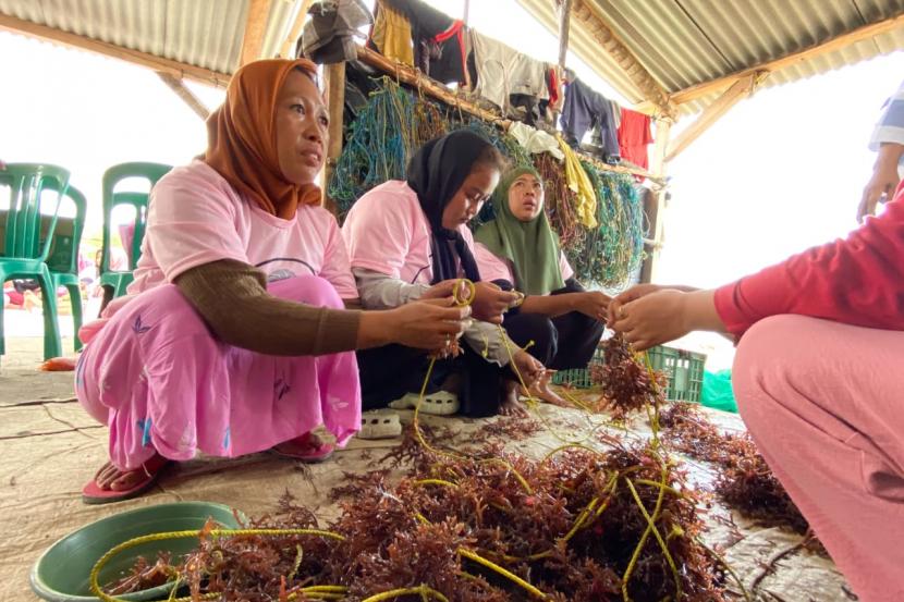 Kegiatan pelatihan budi daya rumput laut, di Pantai Alami, Desa Ruguk, Kecamatan Ketapang, Kabupaten Lampung Selatan, Lampung. 