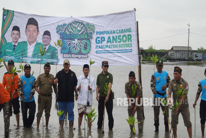 Kegiatan penanaman mangrove oleh GP Ansor di Pantai Randungsanga Indah, Kabupaten Brebes, Ahad (23/2/2025).