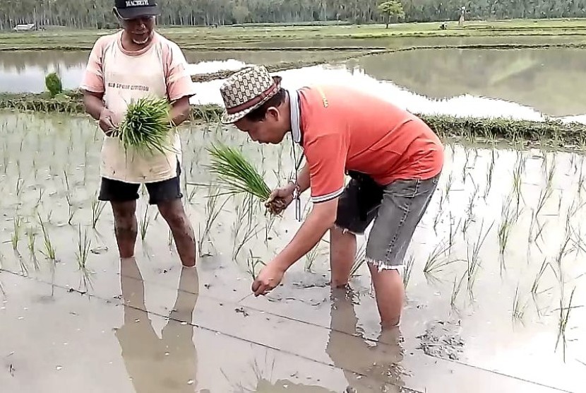 Kegiatan peningkatan Indeks Pertanian (IP) padi di Desa Binjeita, Kabupaten Bolaang Mongondow Utara, Sulawesi Utara.