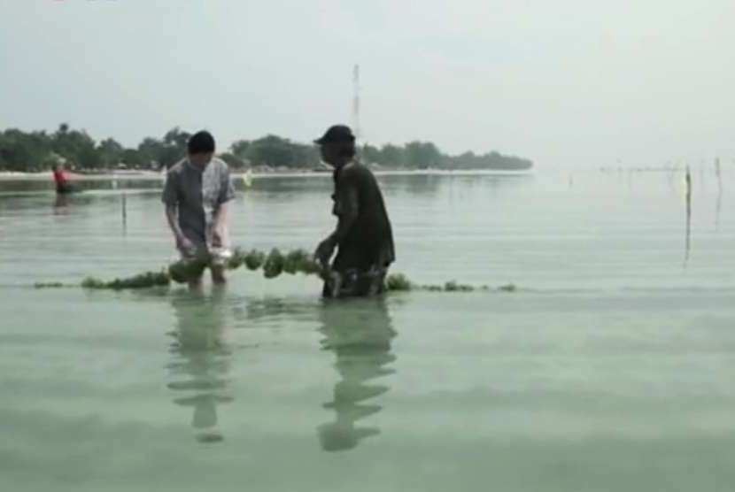 Kegiatan petani rumput laut di Pulau Tidung, Jakarta.