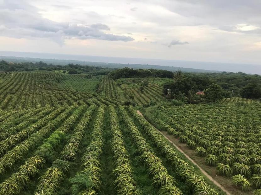 Para petani di kawasan lumbung pangan (Food Estate) hortikultura di Kabupaten Humbang Hasundutan, Sumatera Utara, membantah sorotan mengenai program pemerintah tersebut telah gagal. (ilustrasi).