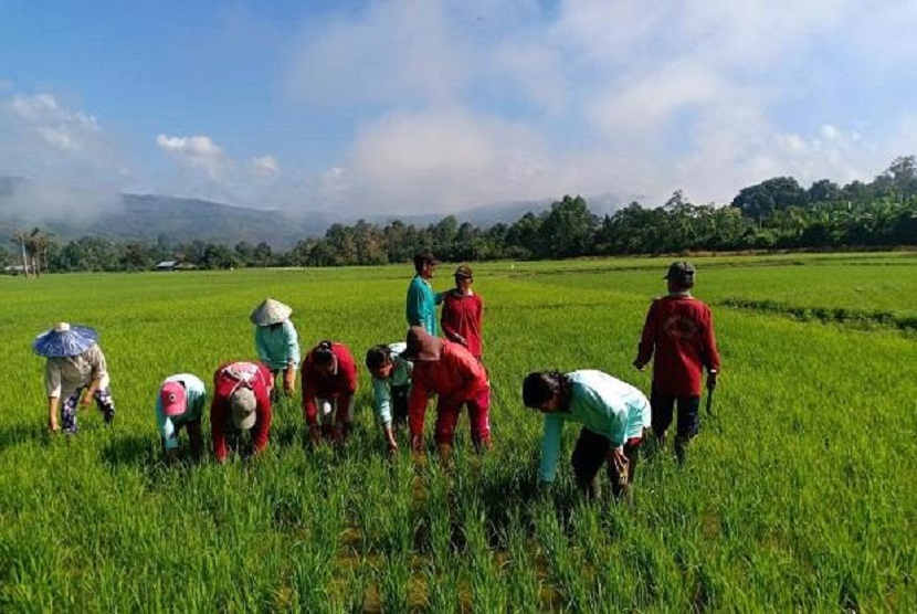  Kegiatan Program Integrasi Partisipasi Pertanian dan Manajemen Irigasi atau Integrated Participatory Development and Management of Irrigation Project (IPDMIP) di Kabupaten Lombok Tengah, Provinsi Nusa Tenggara Barat (NTB) mulai dijalankan.