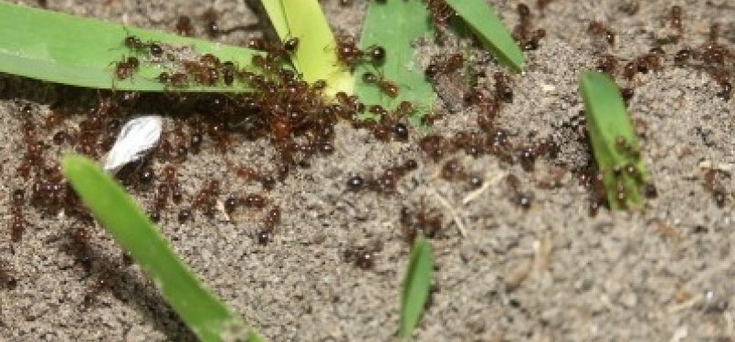 Kehidupan sosial semut (ilustrasi)