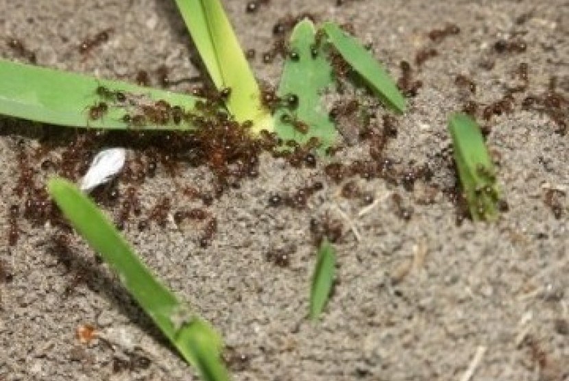 Kehidupan sosial semut (ilustrasi)