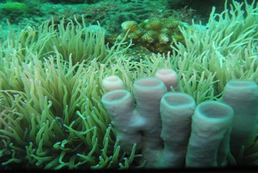 Keindahan bawah laut di Taman Wisata Alam Batuangus, Sulawesi Utara