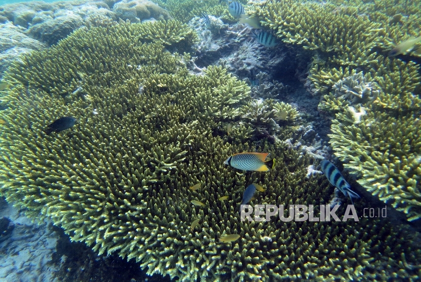 Keindahan bawah laut Raja Ampat dengan terumbu karangnya. Coremap-CTI memulai program konservasi terumbu karang di Raja Ampat, Papua Barat. Selain Papua Barat, program konservasi ini juga dilaksanakan di Bali, Nusa Tenggara Barat, dan Nusa Tenggara Timur. 
