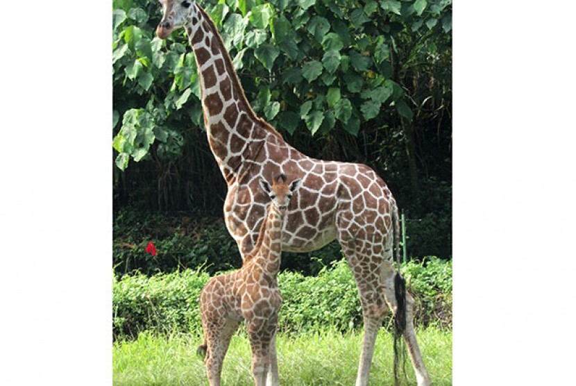 Kelahiran anak jerapah jantan di Taman Safari III Bali