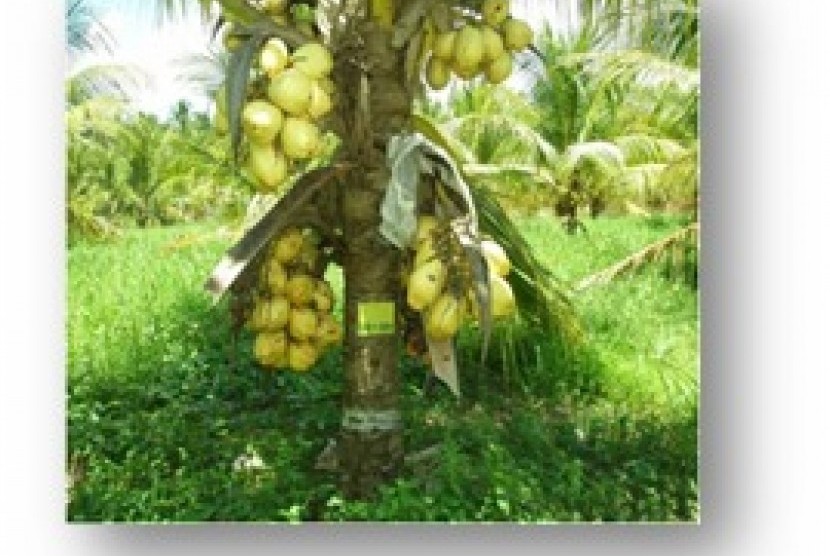 Program tanam kelapa genjah 1 juta batang di seluruh Indonesia yang dicanangkan oleh Presiden Joko Widodo membuahkan hasil yang baik dengan pertumbuhan 100 persen dan bahkan telah memiliki tunas baru. (ilustrasi).