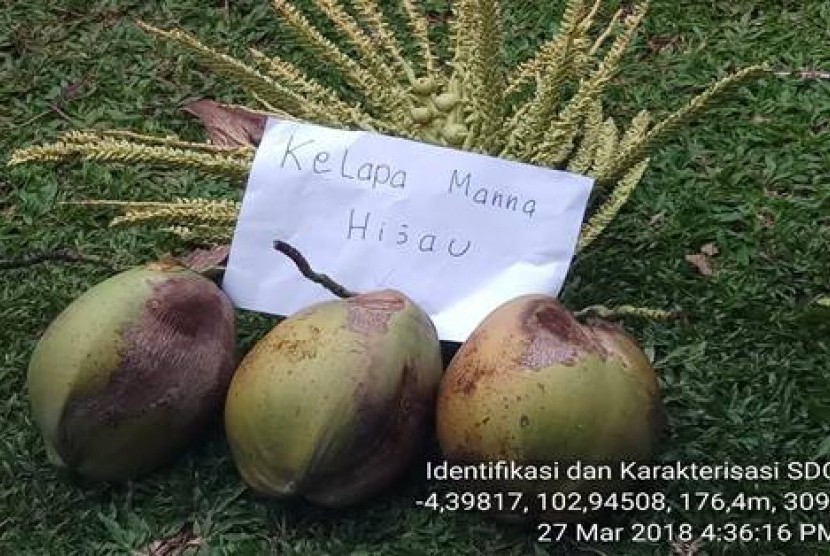 Kelapa Manna Bengkulu.