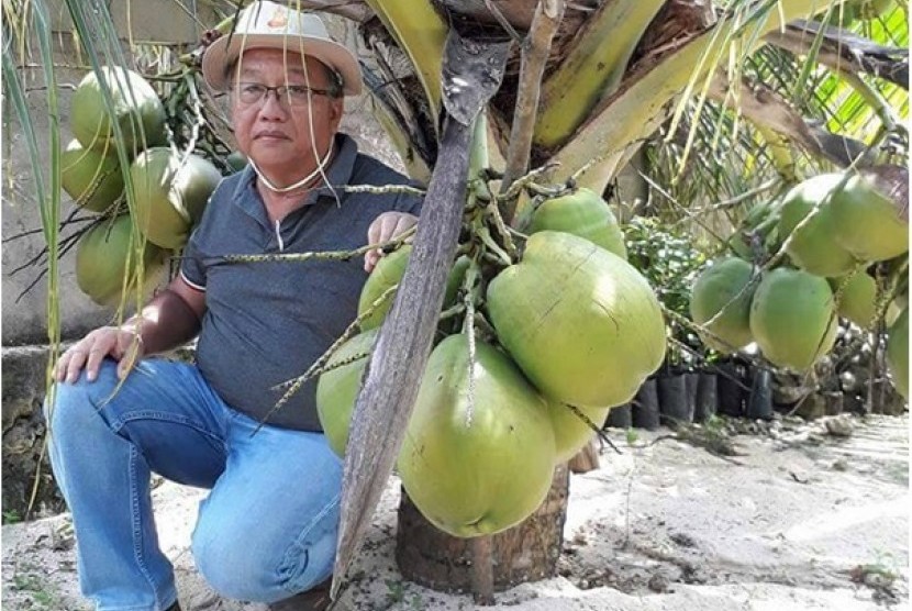 Kelapa varietas bido dari Morotai yang memiliki ukuran pohon yang sangat pendek saat mulai berbuah dengan karakteristik ukuran buah seperti kelapa dalam
