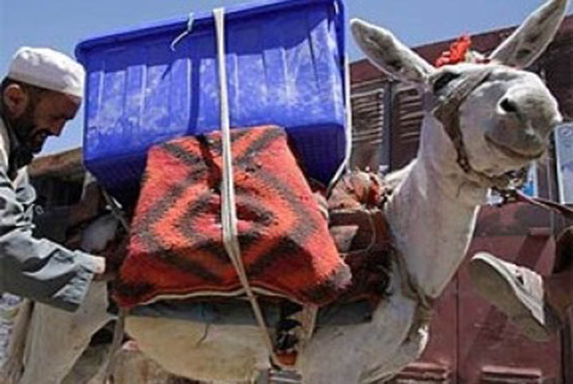 Ilustrasi keledai. Israel melarang impor keledai ke Gaza atas tudingan penyiksaan 
