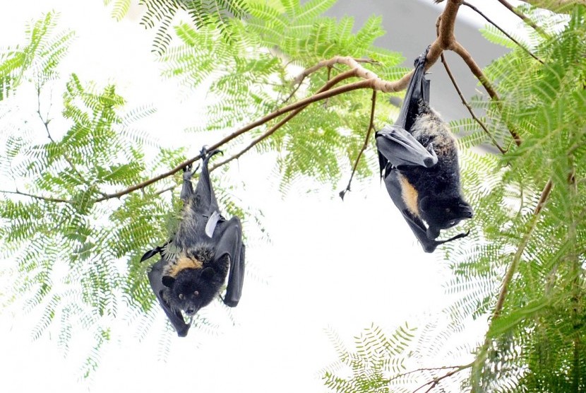 Virus Nipah yang mematikan dibawa oleh kelelawar dan menyebabkan wabah pada manusia. Virus Nipah adalah virus yang dibawa oleh beberapa jenis kelelawar dan babi. Ilustrasi.