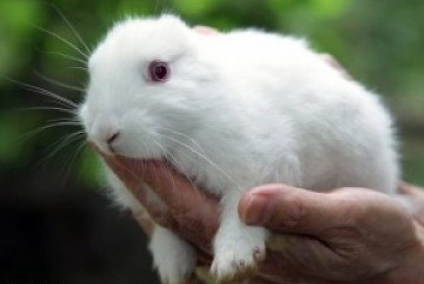 Kelinci yang lahir tanpa telinga