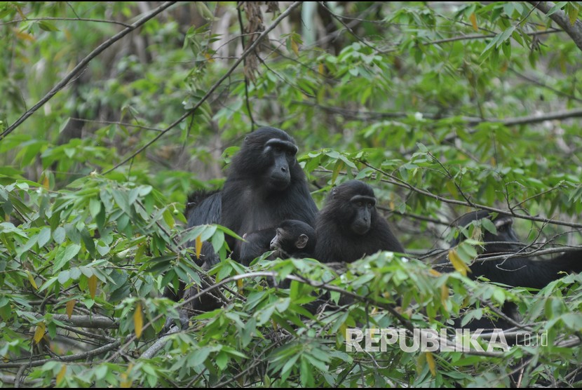 Kelompok Kera Hitam Sulawesi (Macaca tonkeana) liar.