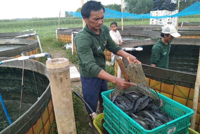 Kelompok mustahik binaan Badan Amil Zakat Nasional (Baznas) di Kabupaten Kendal, Jawa Tengah, berhasil meningkatkan pendapatan dengan menjual 568 kilogram ikan lele. Para mustahik yang tergabung dalam Kelompok Mina Makmur, Desa Kalirejo, Kecamatan Kangkung, itu memperoleh pendapatan mencapai Rp 11.360.000 dari penjualan itu. 