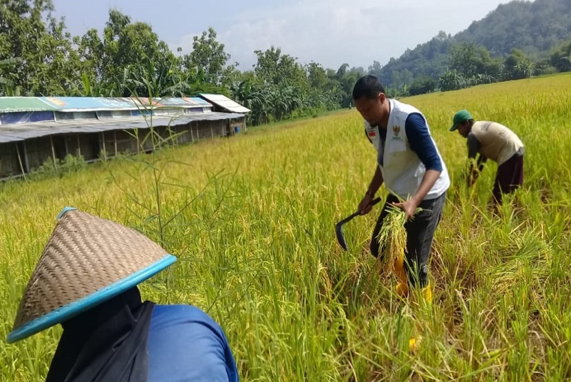 Kelompok Mustahik Menda Karya binaan Zakat Community Development (ZCD) BAZNAS menikmati panen padi di Desa Wlahar Wetan, Kecamatan Kalibagor, Kabupaten Banyumas, Jawa Tengah.