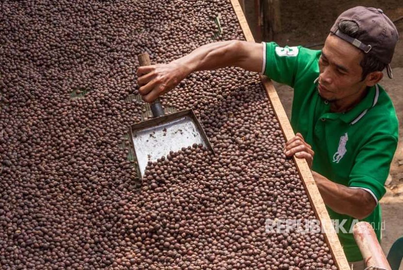 Kelompok Tani Karya Bakti II menjemur biji kopi robusta dengan metode Wine dari lahan organik perkebunan kopi rakyat lereng Gunung Kelir di Desa Brongkol, Jambu, Kabupaten Semarang, Jawa Tengah, Senin (27/8). Harga jual biji kopi organik itu mengalami kenaikan dari Rp22.500 menjadi Rp40.000 - Rp65.000 per kilogram