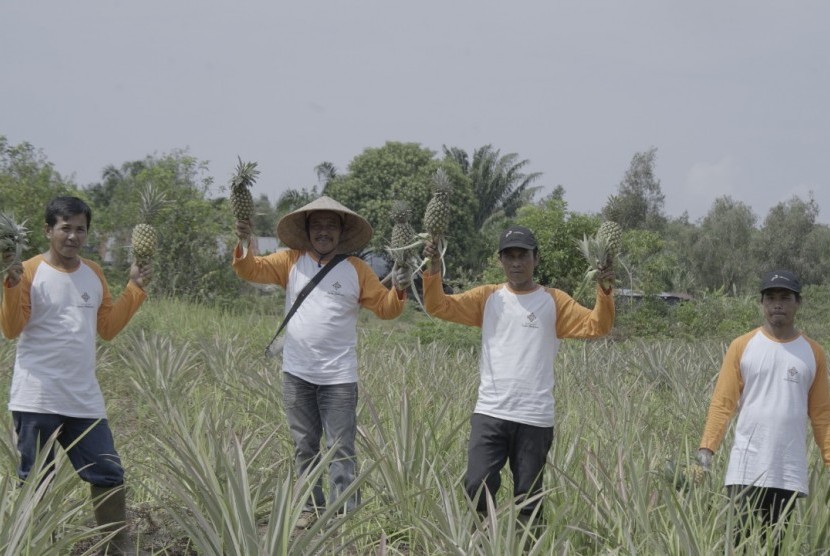 Kelompok Tani Tunas Makmur menanam nanas di atas lahan gambut. 