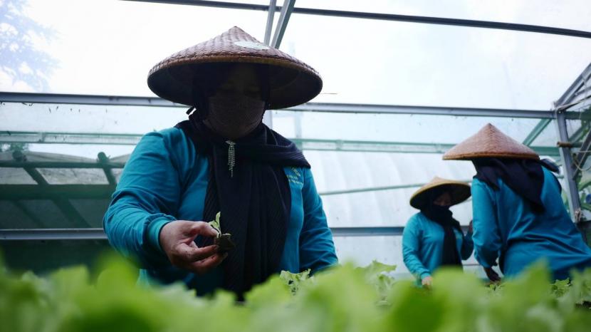 Kelompok Tani Wanita di Lembang, Jawa Barat ubah pekarangan menjadi sebuah ladang penghasilan.