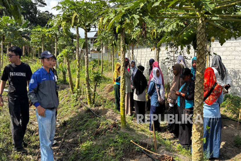 Kelompok Wanita Tani (KWT) Rejoarum Desa Pandowoharjo, Sleman, mengembangkan produk pepaya dari hulu ke hilir. Program ini merupakan kerja sama dengan UAD dan didanai Kemdiktisaintek.