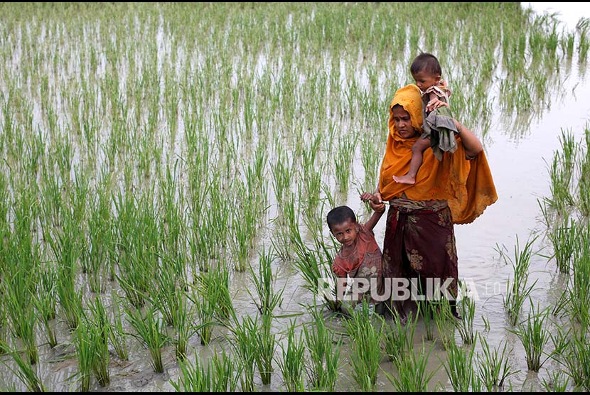 Keluarga pengungsi Rohingya melintasi pesawahan setelah melintasi perbatasan Bangladesh-Myanmar di Teknaf, Bangladesh, Rabu (6/9).