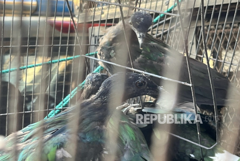 Kemenhut menyelamatkan 48 ekor burung Junai Emas dari praktik perdagangan satwa liar.