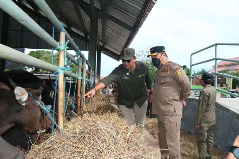 Kementan melakukan pengecekan hewan ternak yang akan dikirim ke luar wilayah NTT.