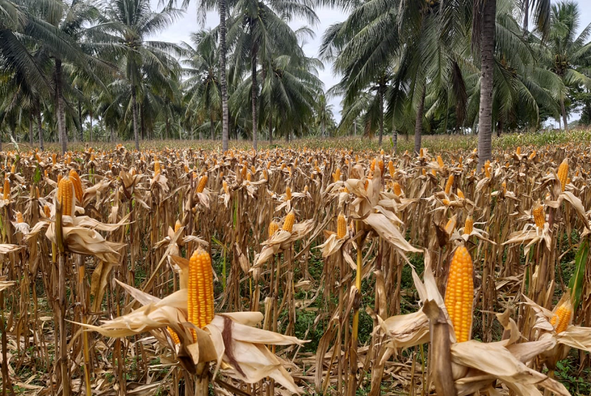 Kementan menyatakan Indonesia surplus jagung.