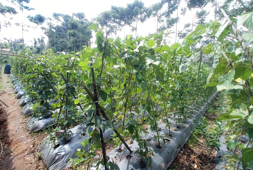Kementan menyebut Sukabumi jadi sentra sayuran yang terus mampu pasok untuk kebutuhan Jabodetabek