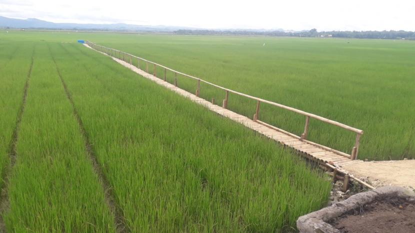 Produksi padi di Provinsi Lampung tahun 2020 sebesar 2,65 juta ton gabah kering giling (GKG) atau mengalami kenaikan sebesar 22,47 persen dibandingkan 2019.