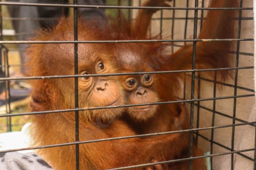 Kementerian Lingkungan Hidup dan Kehutanan (KLHK), Ditjen Konservasi Sumber Daya Alam dan Ekosistem memindahkan dua ekor Orangutan Sumatera (Pongo abelli) dari Lampung ke Jambi, Ahad (20/5).
