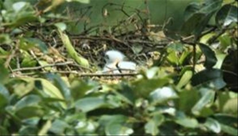 Kementerian Lingkungan Hidup dan Kehutanan (KLHK) mengumumkan kelahiran seekor anak elang jawa (Nisaetus bartelsi) yang terancam punah di Taman Nasional Gunung Halimun Salak, Sukabumi pada awal April 2021.