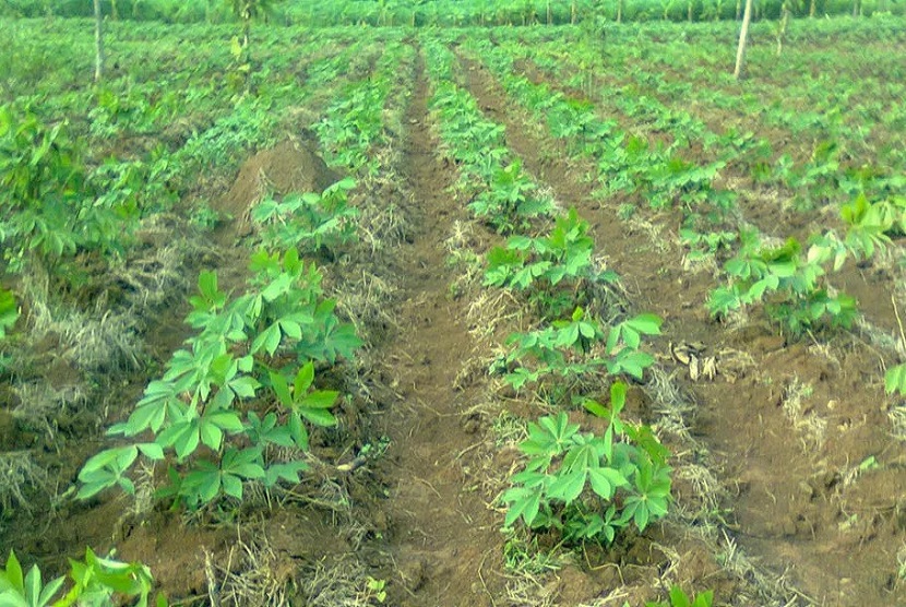 Kementerian Pertanian (Kementan) bersama pemerintah Kabupaten Banjarnegara fokus mendorong pengembangan diversifikasi komoditas ubi kayu melalui sistem korporasi. 