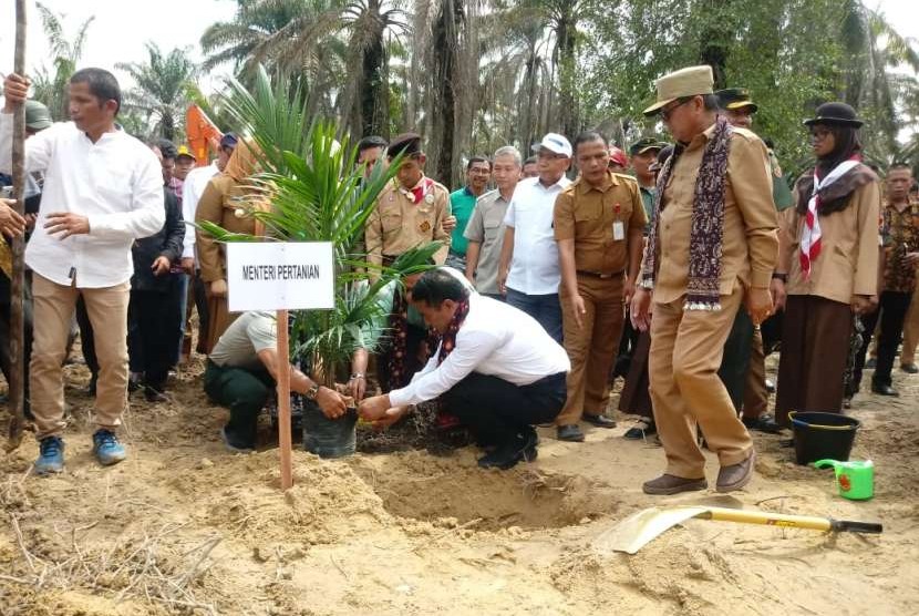 Kementerian Pertanian (Kementan) melakukan peremajaan kelapa sawit di Desa Ujung Tanjung Kecamatan Sungai Bahar, Kabupaten Muaro Jambi, Jambi pada Senin (10/9).