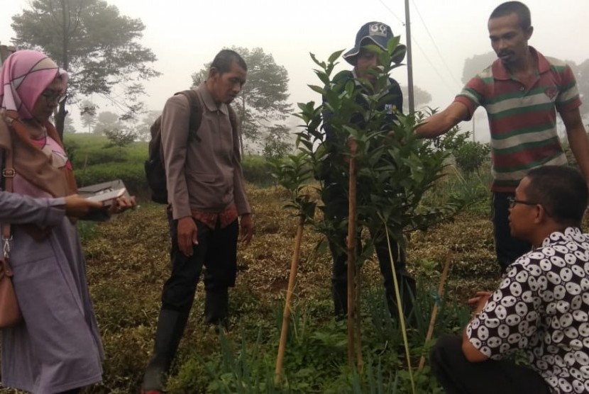 Kementerian Pertanian (kementan) melalui Balitjestro Badan Penelitian dan Pengembangan Pertanian (Balitbangtan) melakukan pengawalan teknologi di beberapa kebun petani di Kabupaten Batang, Jawa Tengah.