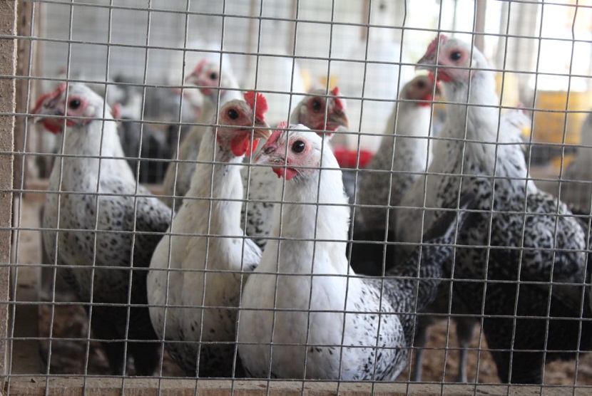 PT Perusahaan Perdagangan Indonesia (Persero) atau PPI secara reguler terus melaksanakan penyerapan ayam (livebird) kepada beberapa peternak mandiri di Subang, Jawa Barat. 
