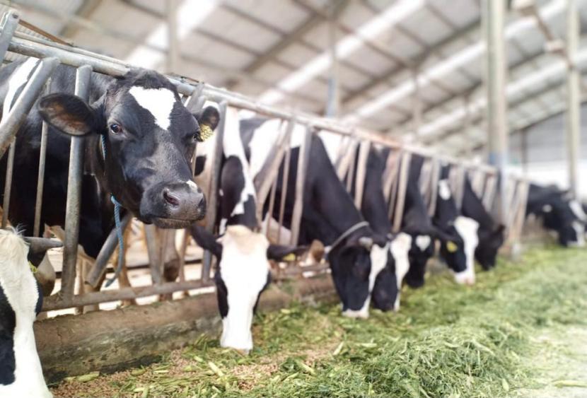 Kementerian Pertanian (Kementan) melalui Direktorat Jenderal Peternakan dan Kesehatan Hewan (Ditjen PKH) telah menyiapkan beberapa program peningkatan produksi susu nasional.