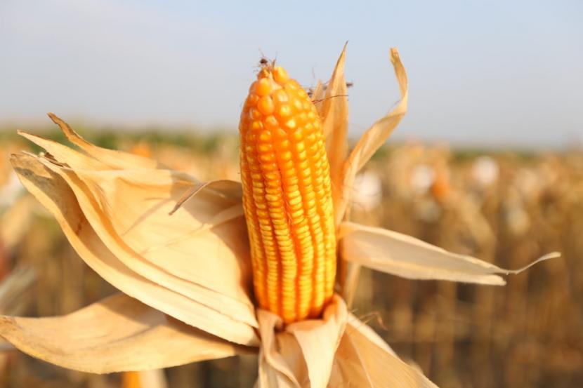 Jagung ilustrasi. Direktur PT Pertani (Persero) Maryono, bersama perwakilan Pemerintah Kabupaten Madiun serta perwakilan kelompok tani melakukan panen corporate farming jagung di kawasan Kabupaten Madiun Desa Wonorejo, Kecamatan Mejayan Jumat (19/3) lalu.