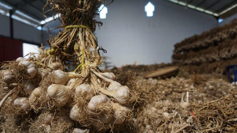 Kementerian Pertanian (Kementan) menargetkan produksi bawang putih lokal pada 2022 sebesar 62,9 ribu ton. 