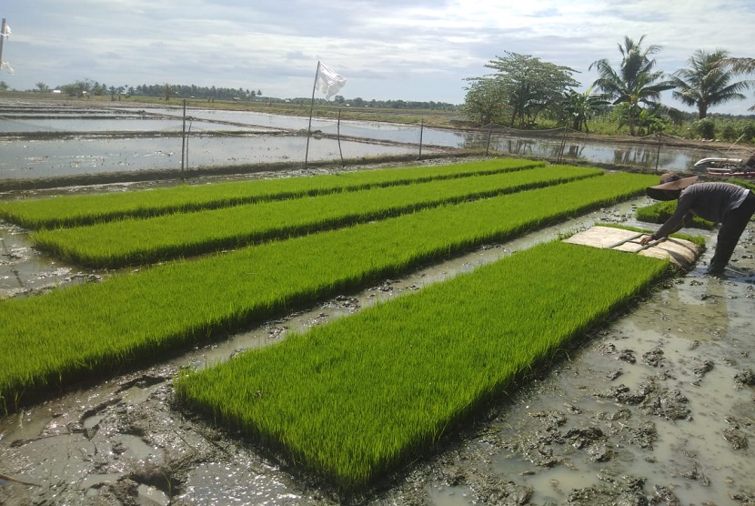 Pemerintah Kabupaten Banyuasin, Sumatera Selatan, bakal merekrut ratusan tenaga honorer penyuluh pertanian lapangan pada 2021. Foto ilustrasi pertanian.