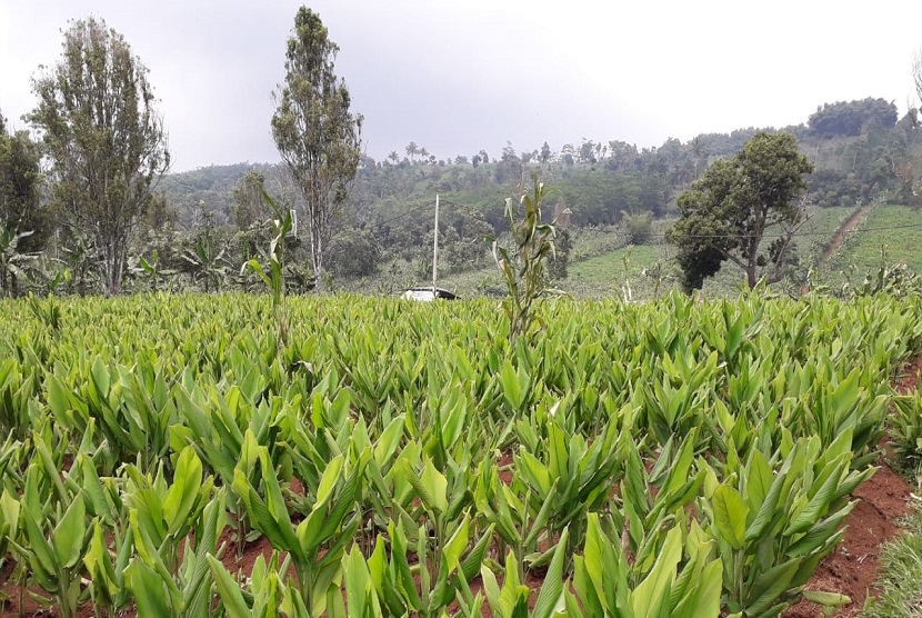 Produksi tanaman hortikultura, (ilustrasi). Badan Karantina Pertanian Kementerian Pertanian (Kementan) mendorong ragam produk ekspor di Provinsi Sulawesi Utara (Sulut). 